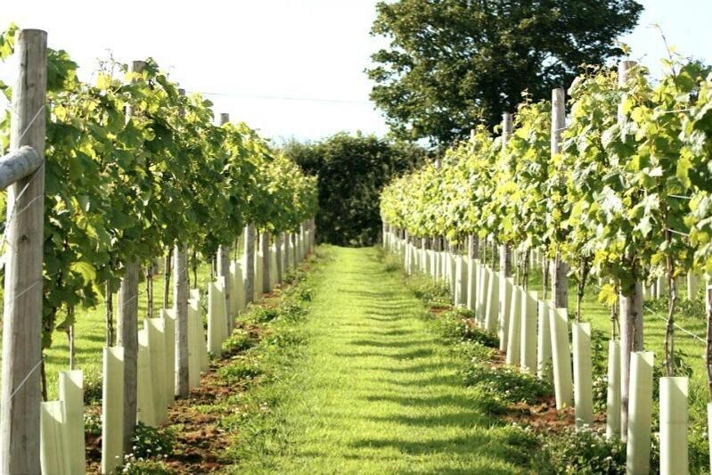 Lobhill Farmhouse Bed And Breakfast And Self Catering Accommodation Okehampton Δωμάτιο φωτογραφία
