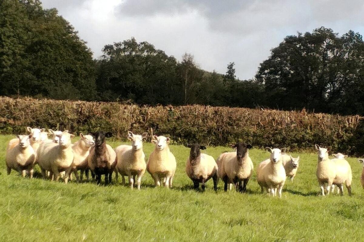 Lobhill Farmhouse Bed And Breakfast And Self Catering Accommodation Okehampton Δωμάτιο φωτογραφία