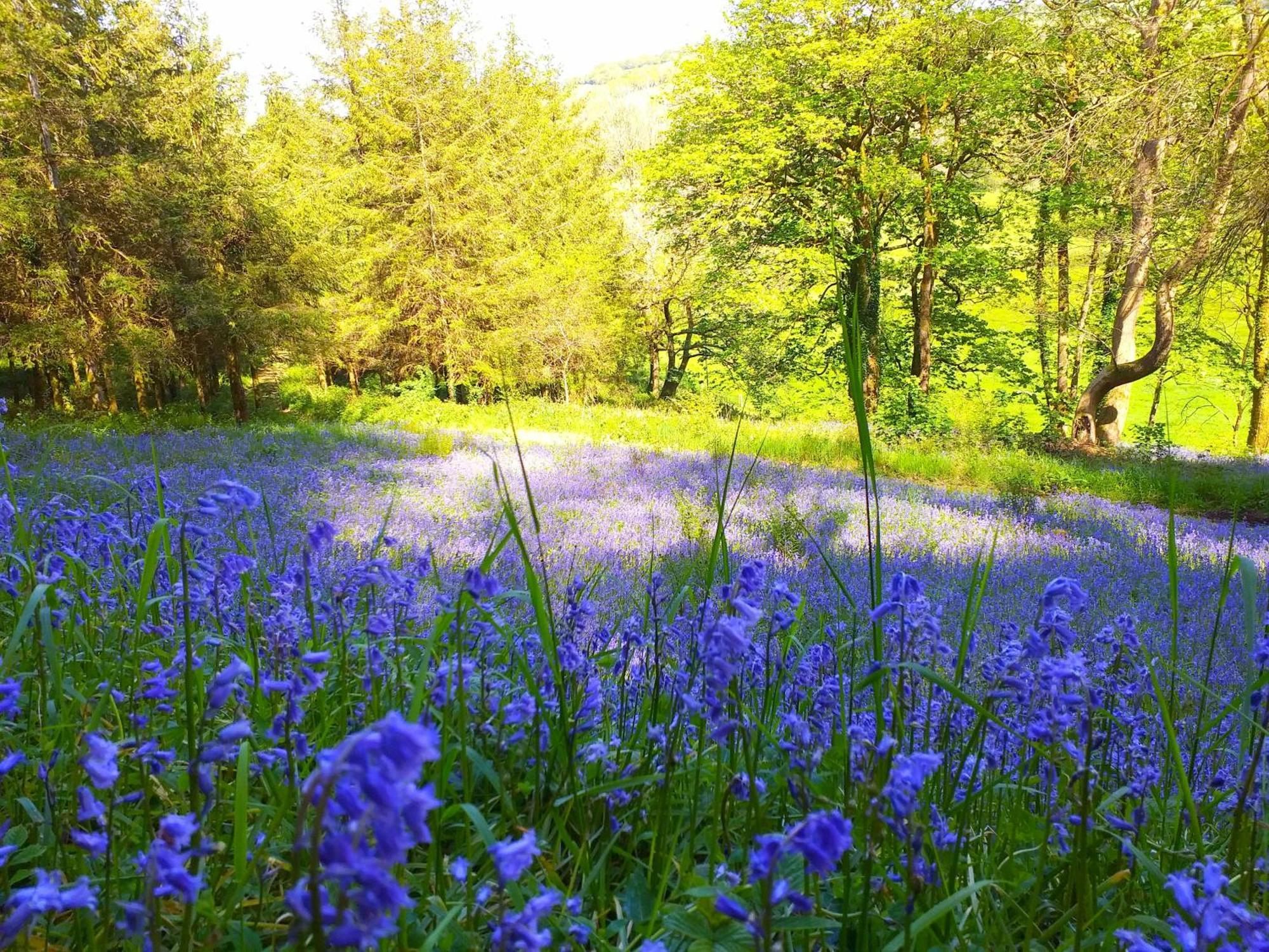 Lobhill Farmhouse Bed And Breakfast And Self Catering Accommodation Okehampton Εξωτερικό φωτογραφία
